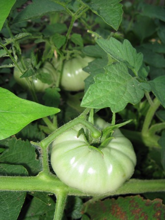 Green tomatoes in the Labyrinth Garden