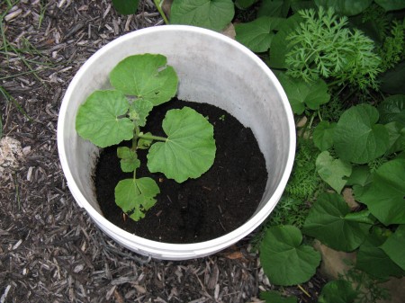 Laundry bucket full of peat sprouts pumpkin